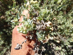 Atriplex glauca