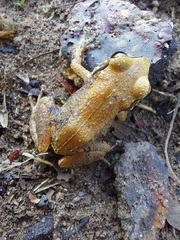 Johnstone's Frog photo 5