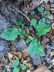 Lapsana communis intermedia