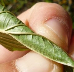 Cornus sanguinea australis