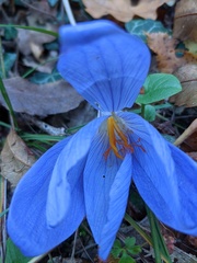 Crocus speciosus