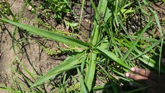 Ledebouria floribunda
