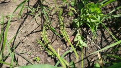 Ledebouria floribunda