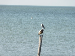 Pelecanus occidentalis