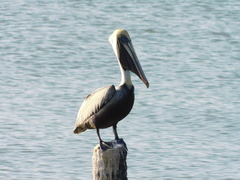 Pelecanus occidentalis