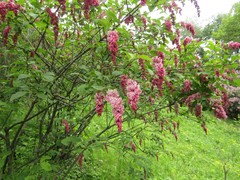 Syringa komarowii