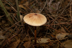 Macrolepiota capelariae