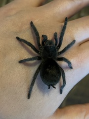 Grammostola pulchra
