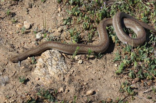 Photo of a Northern Three-lined Boa (Lichanura orcutti)