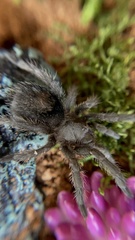 Grammostola pulchra