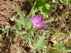 Clarkia purpurea