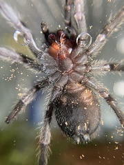 Grammostola pulchra