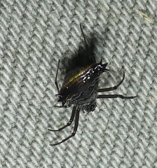 Micrathena triangularis