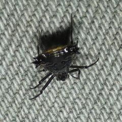 Micrathena triangularis