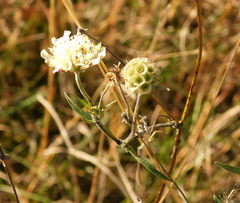 Scabiosa bipinnata