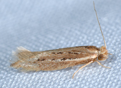 Ypsolopha sp-sw
