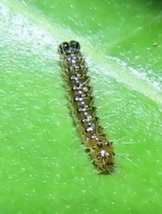 Acronicta silvicola