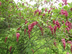 Syringa komarowii