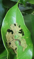 Acronicta silvicola