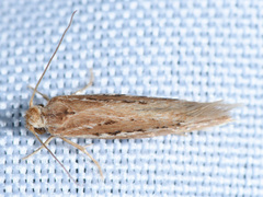 Ypsolopha sp-sw
