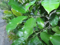 Chionanthus peglerae