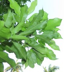 Chionanthus peglerae