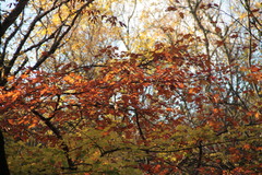 Torminalis glaberrima