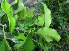 Chionanthus peglerae