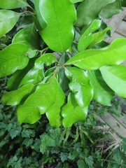 Chionanthus peglerae