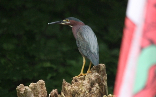 Green Heron photographed in Delaware