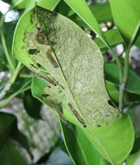 Chionanthus peglerae