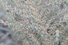 Frankenia thymifolia