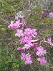 Fridericia floribunda