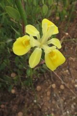 Moraea fugax