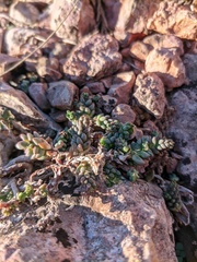 Sedum urvillei