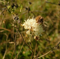 Scabiosa bipinnata