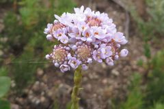 Pseudoselago serrata