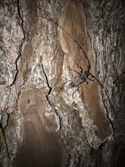 Acanthocinus nodosus