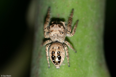 Metaphidippus albopilosus
