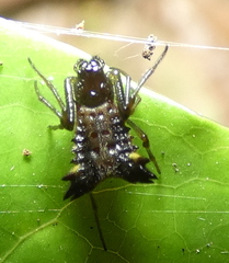 Micrathena triangularis