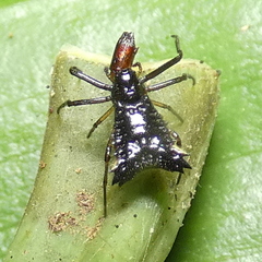 Micrathena triangularis