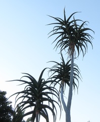 Aloidendron barberae