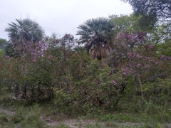 Fridericia floribunda