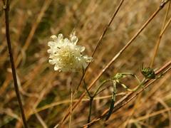 Scabiosa bipinnata