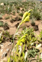 Gladiolus woodii