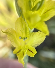 Gladiolus woodii
