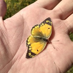 Colias myrmidone