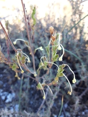 Odontites longiflorus