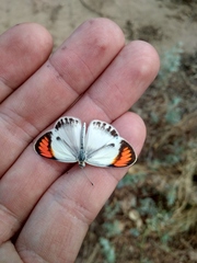 Colotis daira stygia