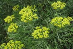 Hymenolepis